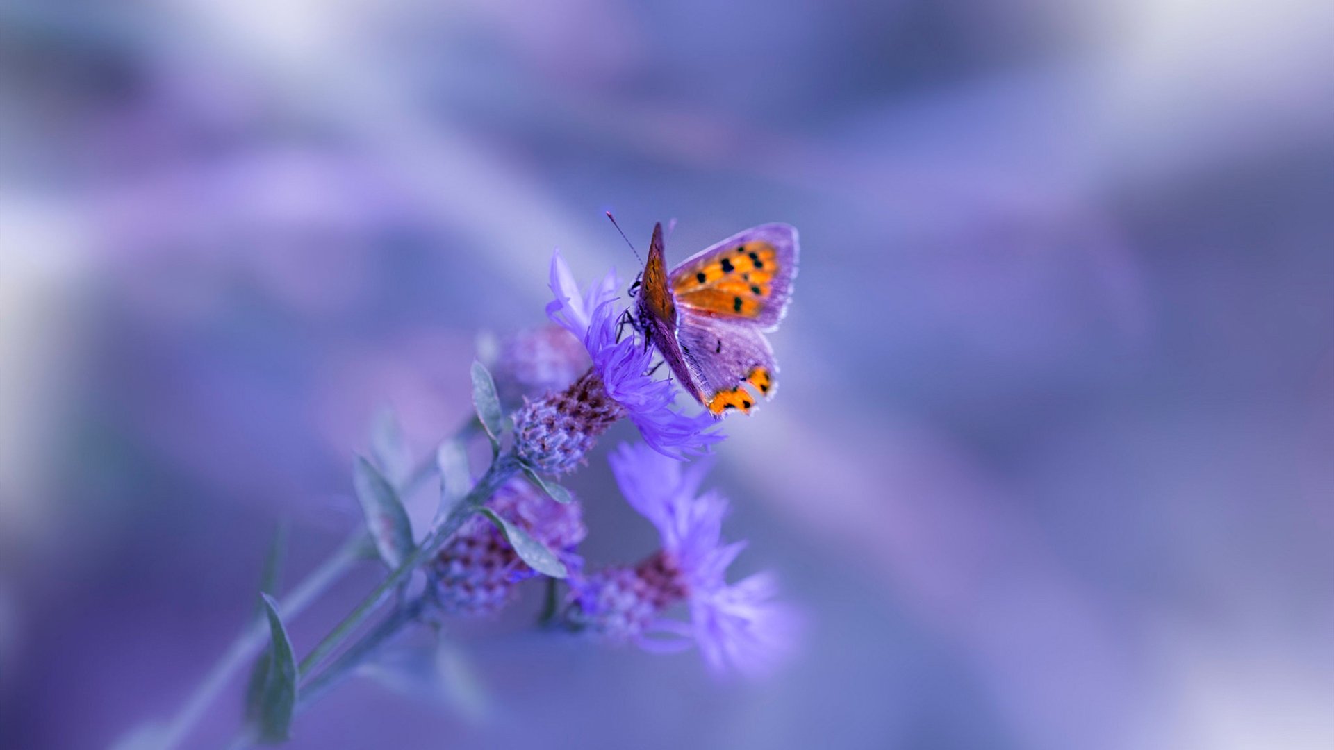 NBA球队进攻火力提升路径，nba进攻技术