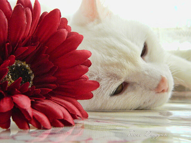 破纪录瞬间:年度极致精彩的比赛瞬间集锦,比赛精彩视频