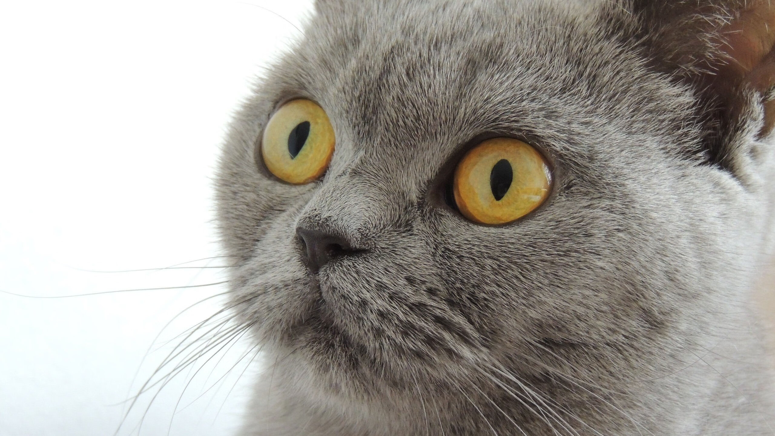 中国三人篮球男队战术创新不断,三人篮球 中国男篮