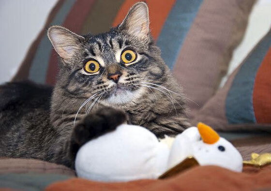 抢断效率最高球员本赛季表现，抢断犯规吗