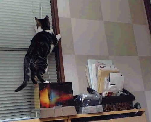 开云体育登录-新加坡队赛制解析：通过团队合作与战术创新取得赛场胜利，新加坡国际比赛