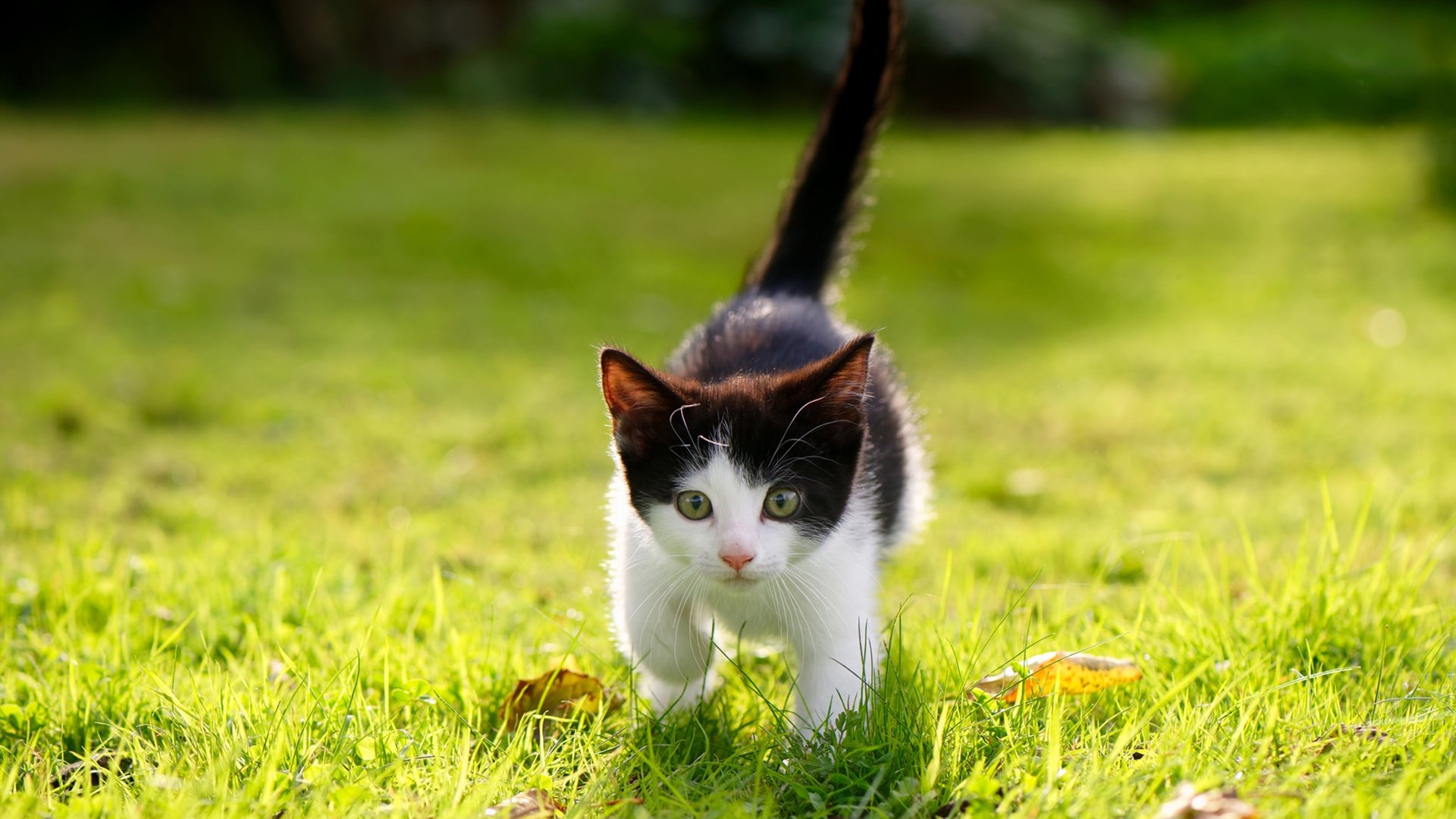 塞尔维亚男篮在欧洲预赛中坚持不懈,追寻奥运蜕变!,塞尔维亚男篮进奥运会了吗