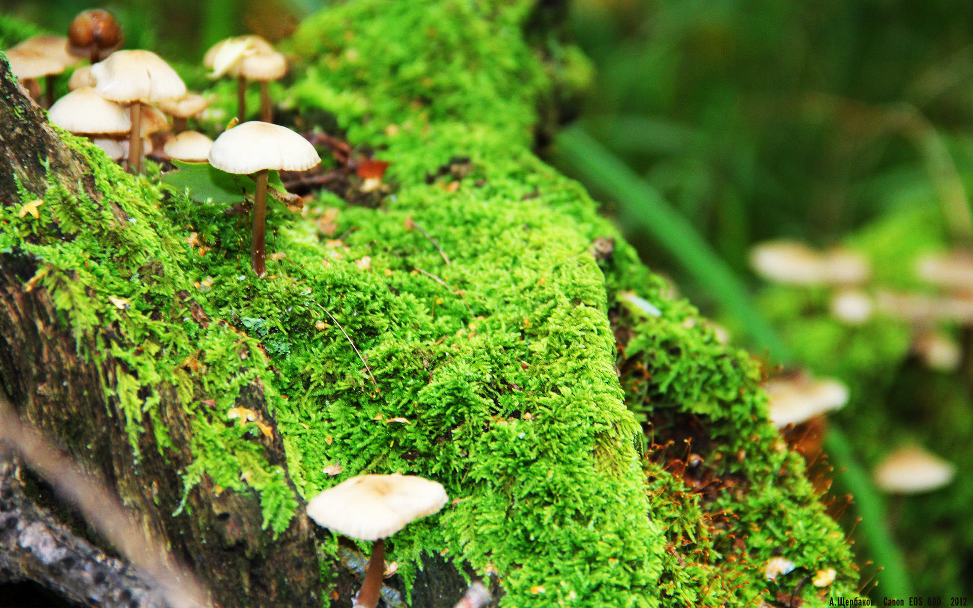 跳水决赛瑞士选手状态佳,跳水世界比赛