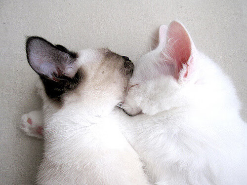 中国足球联赛建立跨区域裁判人才交流机制，足球裁判团队